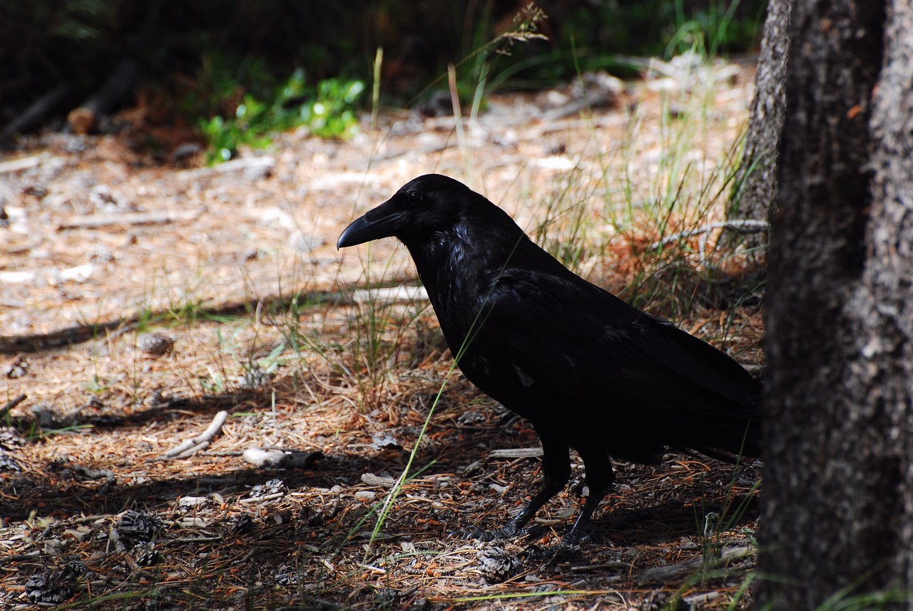 Corvus corax Corvus corax